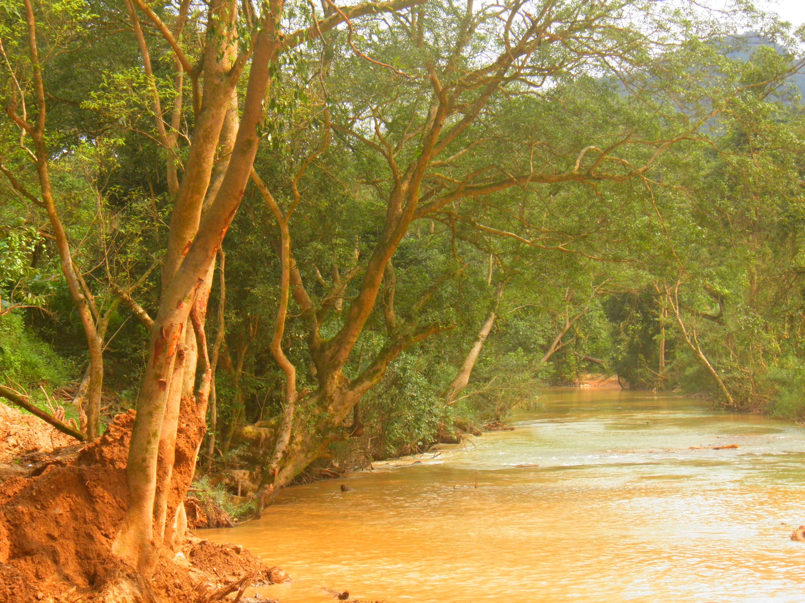 Lãnh đạo xí nghiệp 185 hứa sẻ để lại hàng cây cổ thị tại suối Trà Ang.