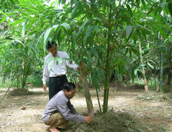 Mô hình trồng tre điền trúc của nông dân huyện Minh Hoá. Ảnh P. V