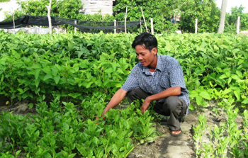 Nông dân Cam Thủy (Lệ Thủy) mở rộng phát triển diện tích rau sạch. Ảnh: Nguyễn Hoàng.
