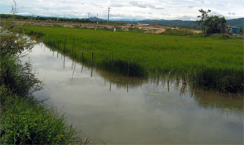Mô hình kết hợp giữa trồng lúa và thả cá ở xã Lương Ninh  Ảnh: Mỹ Nhân