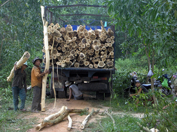 Có vốn vay giảm nghèo,  người dân tiểu khu TRạng, phường Đồng Sơn đầu tư trồng rừng phát triển kinh tế. Ảnh: Thiên Hà