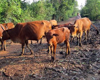 Chăn nuôi bò ở xã An Ninh. Ảnh:Đ.T.N