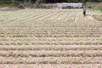 Mô hình trồng rau an toàn do Chi cục Bảo vệ thực vật tỉnh hỗ trợ tại xã Đồng Trạch. Ảnh: N.M