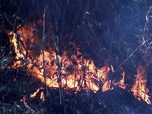 Lửa cháy trong một khu rừng trong Vườn quốc gia Hoàng Liên sáng 6-3. (Ảnh: Lục văn Toán/TTXVN)