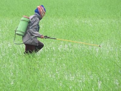 Nông dân xã An Ninh (Quảng Ninh) phun thuốc trừ sâu bệnh trên lúa đông- xuân. Ảnh: P.V