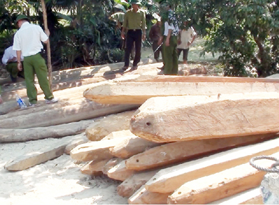 Số gỗ vô chủ mà lực lượng liên ngành thu giữ được tại xã Cao Quảng, huyện Tuyên Hóa. Ảnh: T.T