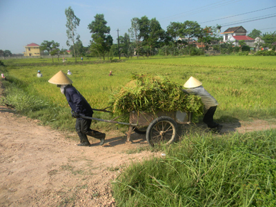 Nông dân huyện Lệ Thủy khẩn trương thu hoạch lúa đông - xuân 2011 -2012.
