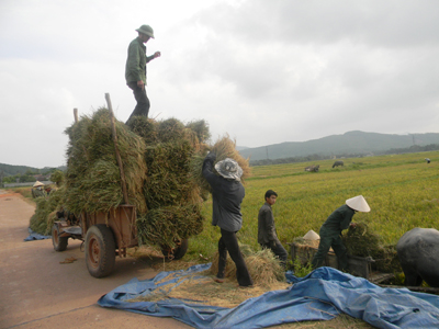 Nông dân huyên Lệ Thủy đang khẩn trương  thu hoạch lúa đông - xuân.