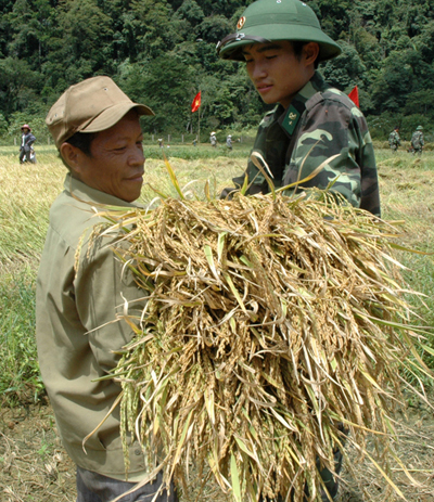 BĐBP Đồn Cà Xèng giúp dân thu hoạch lúa.