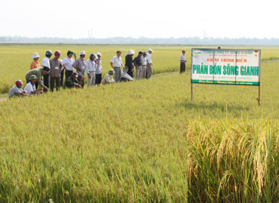 Ruộng thí nghiệm phân bón Sông Gianh vụ đông - xuân tại thôn Tam Đa phát triển tốt, chắc hạt, cho năng suất cao.