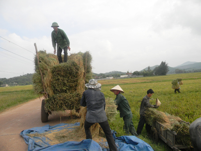 Nông dân Lệ Thủy thu hoạch lúa đông xuân 2011 - 2012.