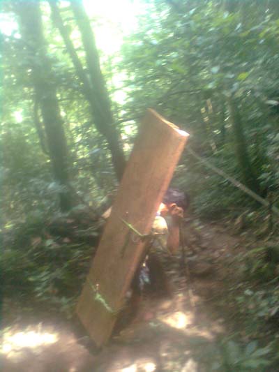 Một phác gỗ huê được xẻ ra từ những cây huê ở VQG PN-KB đang được lâm tặc gùi đi trong rừng.