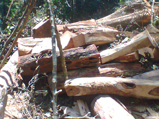 Đống gỗ huê được chụp vào lúc 13 giờ 43 phút ngày 24-4.
