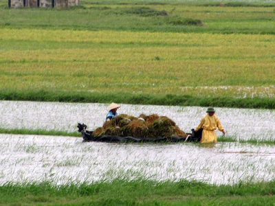 Dùng thuyền thu hoạch lúa ở phường Phú Hải (Đồng Hới).