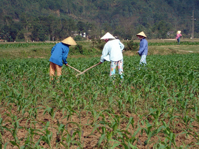 Cây ngô đang trở thành cây trồng cho thu nhập cao ở Tuyên Hóa.
