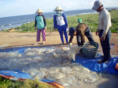 Thu mua sứa biển ở xã Cảnh Dương (Quảng Trạch)