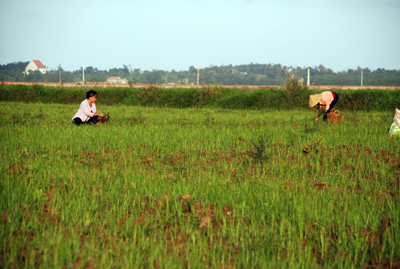 Nông dân Phong Thủy đang trồng rau trên cánh đồng thường xuyên ngập lụt vào mùa mưa lũ