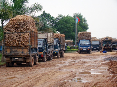 Thu mua sắn nguyên liệu tại Nhà máy sản xuất tinh bột sắn xuất khẩu Sông Dinh