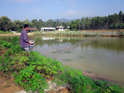 Hồ nuôi cá trắm của anh Nguyễn Văn Bằng