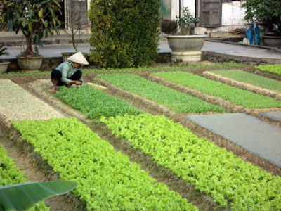 Phụ nữ xã Võ Ninh đang chăm sóc vườn rau sạch