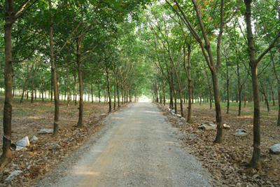 Một góc rừng cao su của Công ty Lệ Ninh.