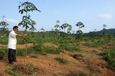 Hơn 100ha đất rừng vừa được Công ty Lệ Ninh khai hoang để trồng cao su.