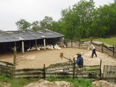 Nông dân huyện Lệ Thủy vệ sinh chuồng trại để ngăn ngừa dịch bệnh xảy ra trên đàn gia súc, gia cầm.