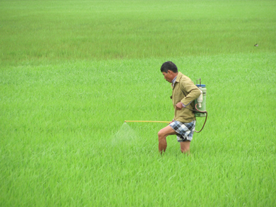 Nông dân Lệ Thuỷ phun thuốc phòng trừ  dịch bệnh trên lúa.
