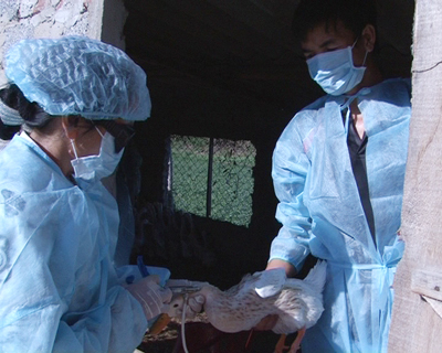 Tiêm phòng cúm gia cầm cho đàn vịt  ở Đồng Trạch