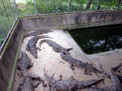Mô hình nuôi cá sấu của gia đình anh Nguyễn Bình San  (thôn 1, xã Lộc Ninh, TP.Đồng Hới)  hứa hẹn mang lại thành công