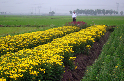Nông dân Quảng Long đẩy mạnh phong trào trồng rau, hoa cho thu nhập cao.