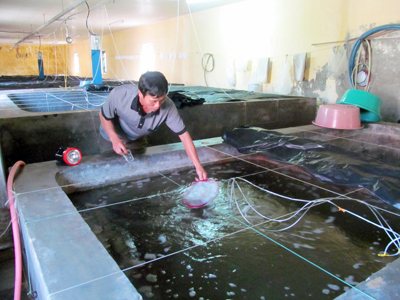 Quy trình nuôi vỗ tôm bố mẹ cho đẻ và ương ấu trùng tôm để phục vụ thị trường trong tỉnh tại Trại giống thuỷ sản mặn lợ Quang Phú.