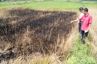 Nhiều diện tích lúa ở thôn Hà Lời bị cháy chòm cục bộ, người dân tiến hành đốt để ngăn chặn sự lây lan của rầy.