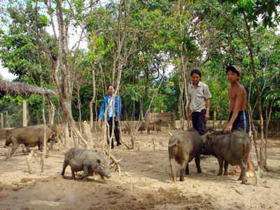 Mô hình nuôi lợn rừng tại xã Hưng Trạch, huyện Bố Trạch.