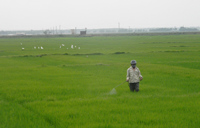 Nông dân xã Hồng Thủy phun thuốc phòng trừ sâu bệnh hại lúa.