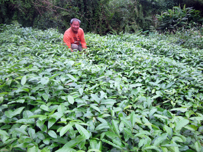Ông Lý đang chăm sóc vườn ươm của HTX sản xuất cây giống lâm nghiệp.