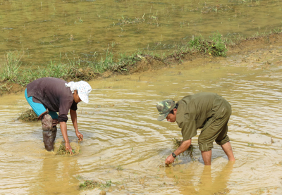 Vợ chồng anh Cao Văn Bàng ở thôn Yên Hợp đang làm sạch ruộng để chuẩn bị xuống giống.