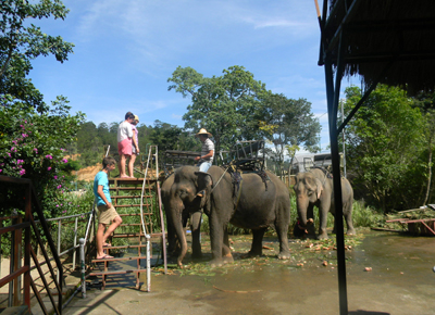 Nhiều du khách rất thích thú được cưỡi voi và chụp ảnh.