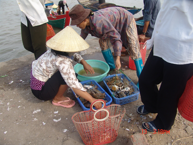 Ngư dân xã Ngư Thuỷ Nam được mùa ghẹ biển.
