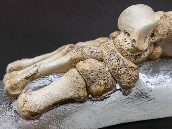 Bàn chân của người Homo heidelbergensis ở Bảo tàng Tiến hóa loài người tại Burgos. (Nguồn: AFP)