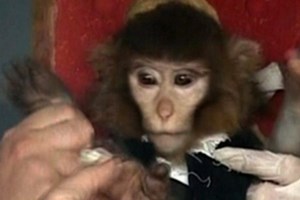 Chú khỉ đầu tiên được Iran đưa lên vũ trụ trong vụ phóng tên lửa hồi tháng Một. (Nguồn: AP)