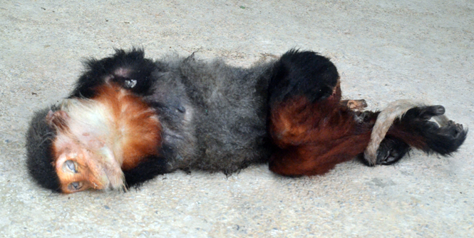 Cá thể Voọc Chà vá chân nâu đã chết khi được khi được lực lượng Kiểm lâm Vườn quốc gia Phong Nha - Kẻ Bàng phát hiện.