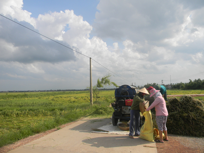 Mô hình CĐML trồng lúa tại xã Phong Thủy, huyện Lệ Thủy mang lại hiệu quả kinh tế cao cho người nông dân.