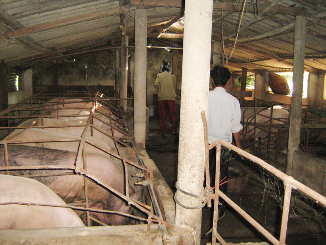 Mô hình chăn nuôi lợn quy mô công nghiệp ở Phú Trạch.