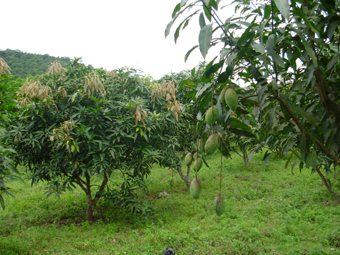 Cây ăn quả có giá trị kinh tế cao được người dân Minh Hóa trồng để tăng thu nhập.