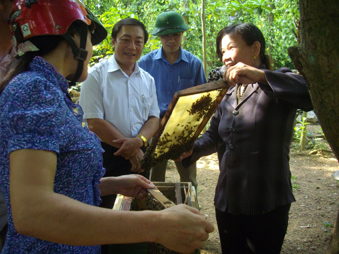 Lãnh đạo huyện Quảng Ninh thăm, kiểm tra mô hình nuôi ong lấy mật tại xã miền núi Trường Xuân.