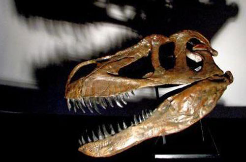  Hộp sọ dài hơn 1 m của loài Torvosaurus gurneyi - Ảnh: Christophe Hendrickx