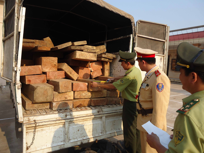 Lực lượng liên ngành đang kiểm đếm gỗ lậu  chở trên xe 73 L-018.58.