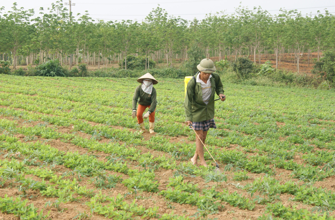 Nông dân xã Phú Định chăm sóc cây lạc vụ đông-xuân