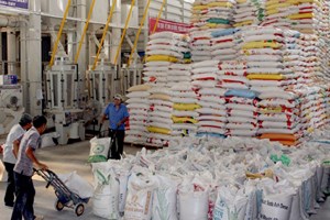 Các doanh nghiệp đang đẩy nhanh việc thu mua lúa gạo tạm trữ (Ảnh: TTXVN)